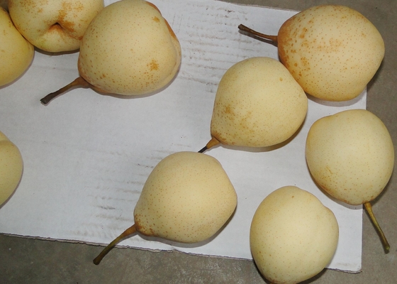 Farm Chinese Ya Pears