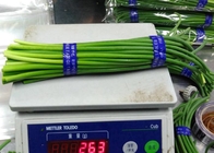 55cm Long Chinese Garlic Growing Sprouts