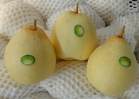 Sweet Juicy Fresh Chinese Ya Pears Fruit Delicious Crown Pear