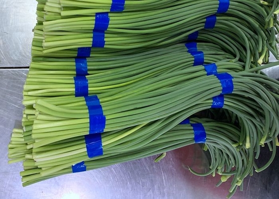 HACCP Fresh Garlic Bolt