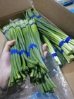 Length 45cm Fresh Garlic Bolt Garlic Sprout 10kgs/Carton