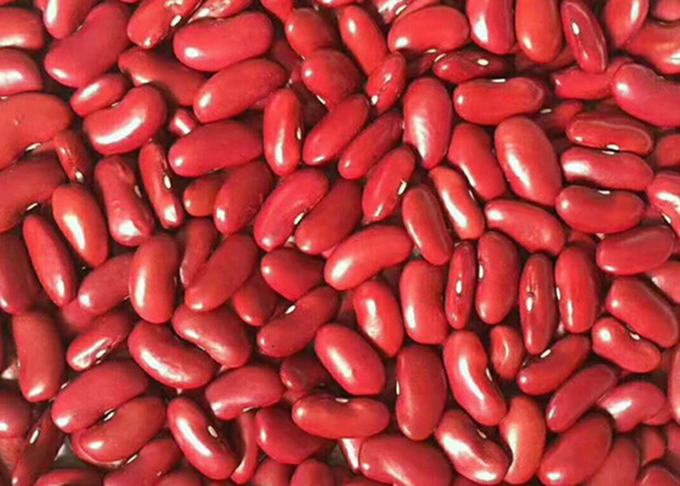 Red Kidney Beans Exported To Yemen
