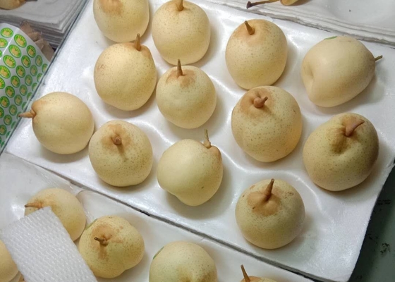 Asian Organic Chinese Ya Pears