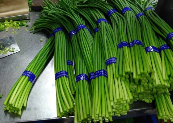New Crop Chinese Fresh Garlic Bolt