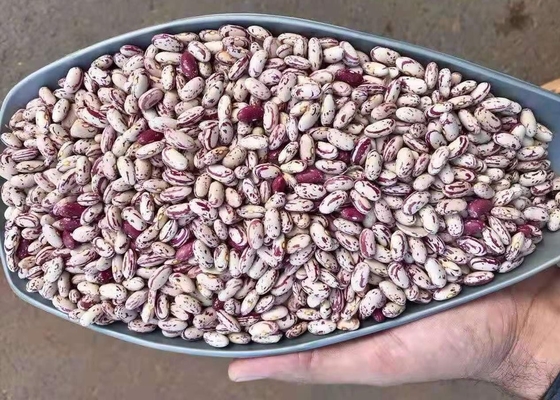 Light Speckled Dried Kidney Bean To Yemen dried Pinto Beans